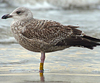 1cy argenteus in November, ringed in Belgium. (25637 bytes)