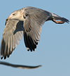 3cy argentatus in January. (80207 bytes)