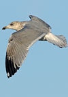 3cy argentatus in January. (80207 bytes)