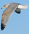 3cy argentatus in January. (80207 bytes)