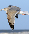 3cy argentatus in January. (80207 bytes)