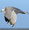3cy argentatus in January. (80207 bytes)