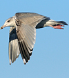 3cy argentatus in January. (80207 bytes)