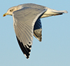 3cy argentatus in January. (80207 bytes)