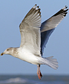 3cy argentatus in January. (80207 bytes)