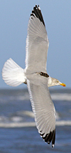 1cy argenteus in August, ringed in Belgium. (90559 bytes)