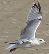 Herring Gull