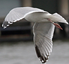 2cy argentatus in November. (81321 bytes)