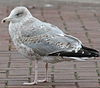 2cy argentatus in November. (81321 bytes)