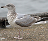 2cy argentatus in November. (81321 bytes)