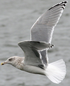 Herring Gull