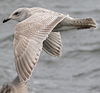 Herring Gull