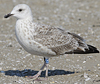 Herring Gull