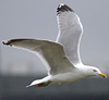 2cy argenteus in October, ringed in the Netherlands. (78696 bytes)