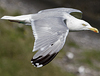 1cy argenteus in November, ringed in Belgium. (25637 bytes)