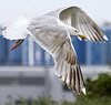 Herring Gull
