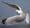 1cy argenteus in November, ringed in Belgium. (25637 bytes)