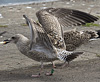 2cy argentatus in February, ringed in Norway. (75189 bytes)