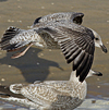 Herring Gull
