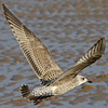 Herring Gull