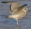 Herring Gull