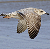 Herring Gull