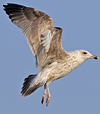 Herring Gull