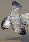 Herring Gull