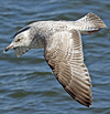 3cy argentatus in January. (80207 bytes)