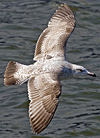 3cy argentatus in January. (80207 bytes)