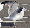 Herring Gull
