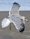 Herring Gull