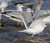 Herring Gull