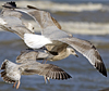Herring Gull