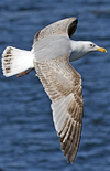 3cy argentatus in January. (80207 bytes)
