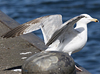 3cy argentatus in January. (80207 bytes)