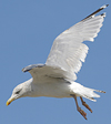 Herring Gull