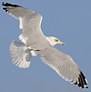 Herring Gull