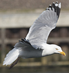3cy argentatus in January. (80207 bytes)