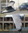 3cy argentatus in January. (80207 bytes)