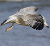 Herring Gull