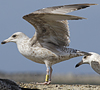 1cy argenteus in November, ringed in Belgium. (25637 bytes)