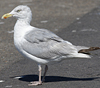 Herring Gull
