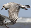 1cy argenteus in August, ringed in Belgium. (90559 bytes)