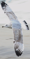 Herring Gull