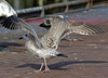 1cy argenteus in December, ringed in the Netherlands. (119951 bytes)