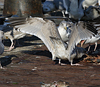 Herring Gull