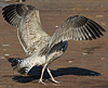 Herring Gull