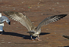 Herring Gull