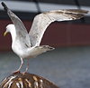 2cy argentatus in Jan-Febr, ringed in Russia.